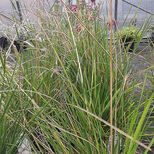 [DECBRO] Deschampsia cespitosa 'Bronzeschleier' (0.52 - Pot de 9cm)