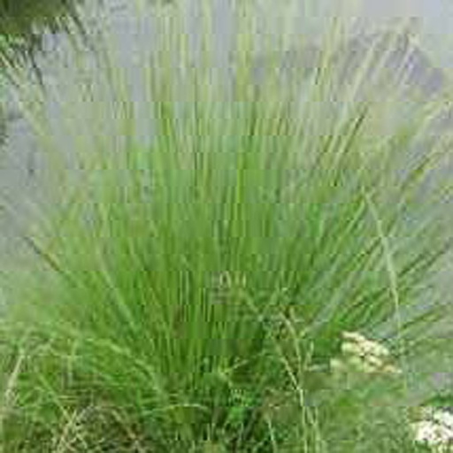 [ERCURV] Eragrostis curvula (0.52 - Pot de 9cm)