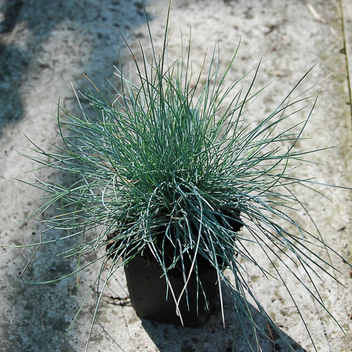 [FEGEB] Festuca glauca 'Elijah Blue' (0.52 - Pot de 9cm)