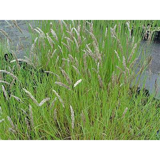[MECIL] Melica cilata (0.52 - Pot de 9cm)