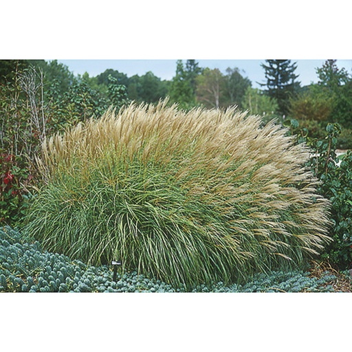 [MISAD] Miscanthus sinensis 'Adagio' (0.52 - Pot de 9cm)