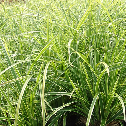 [CAMVA] Carex morrowii 'Variegata' (0.52 - Pot de 9cm)