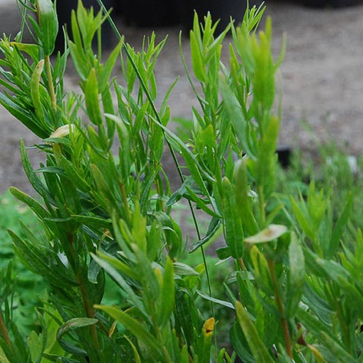 [ARDRA] Artemisia dranunculus (estragon) (0.52 - Pot de 9cm)