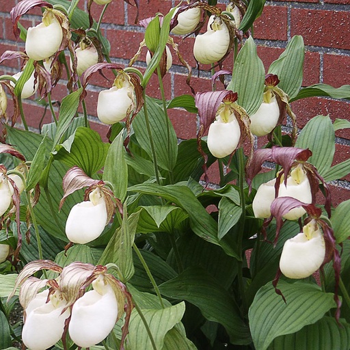 [CYKEN] Cypripedium kentuckiense (0.52 - Pot de 9cm)