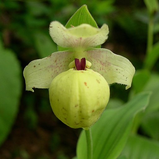 [CYFLA] Cypripedium flavum (0.52 - Pot de 9cm)
