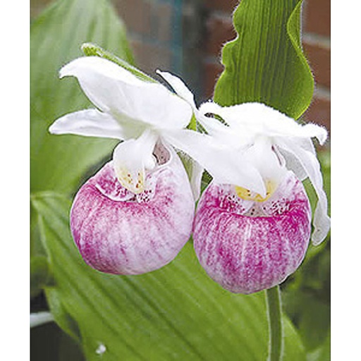 [CYREG] Cypripedium reginae (0.52 - Pot de 9cm)