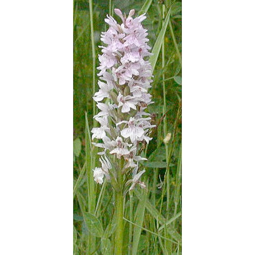 [DAFUC] Dactylorhiza fuchsii (0.52 - Pot de 9cm)