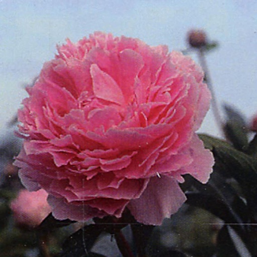 [PALSBE] Paeonia lactiflora 'Sarah Bernhardt' (0.52 - Pot de 9cm)