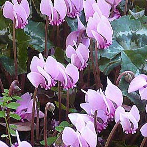 [CYCOUM] CYCLAMEN COUM (0.52 - Pot de 9cm)