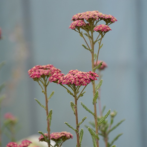 [ACMRVE] Achillea millefolium 'Red Velvet' (0.52 - Pot de 9cm)