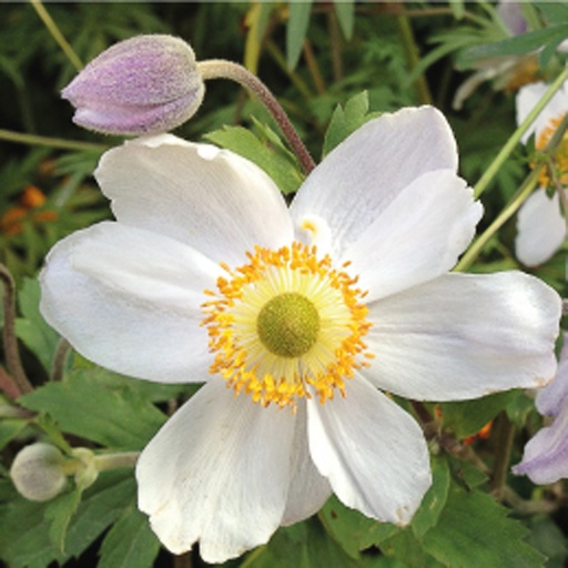 [ANHDS] Anemone Hyb. Dreaming Swan (0.52 - Pot de 9cm)