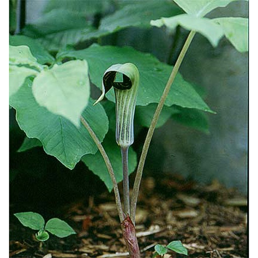 [ARTRIP] Arisaema triphyllum (0.52 - Pot de 9cm)
