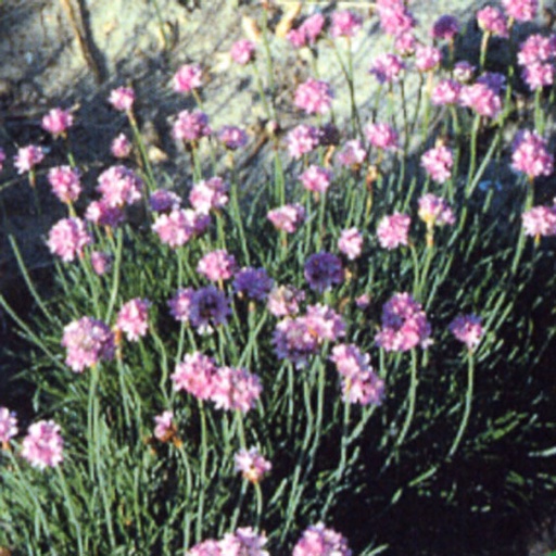 [ARMROS] Armeria maritima 'Rosea' (0.52 - Pot de 9cm)