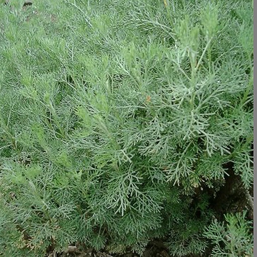 [ARABO] Artemisia abrotanum (Citronnelle) (0.52 - Pot de 9cm)
