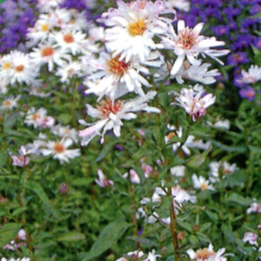 [ASNBWW] Aster novi-belgii 'Weisses Wunder' (0.52 - Pot de 9cm)