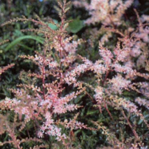 [ASSSPR] Astilbe simplicifolia 'Sprite' (0.52 - Pot de 9cm)