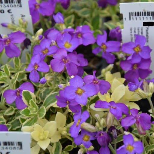 [AUHDMV] Aubrieta hybride 'Dr Mules Variegated' (0.52 - Pot de 9cm)