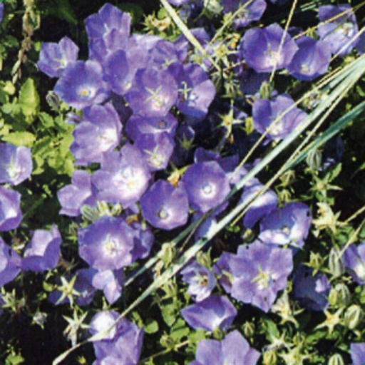 [CACBCL] Campanula carpatica 'Blaue Clips' (0.52 - Pot de 9cm)