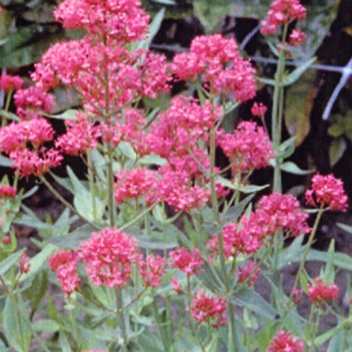 [CERCOCC] Centranthus ruber 'Coccineus' (0.52 - Pot de 9cm)