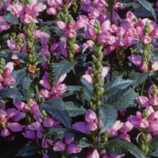 [CHOBL] Chelone obliqua (0.52 - Pot de 9cm)