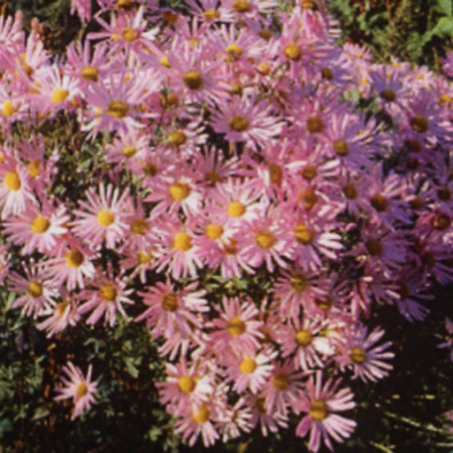 [CHRCCU] Chrysanthemum rubellum 'Clara Curtis' (0.52 - Pot de 9cm)