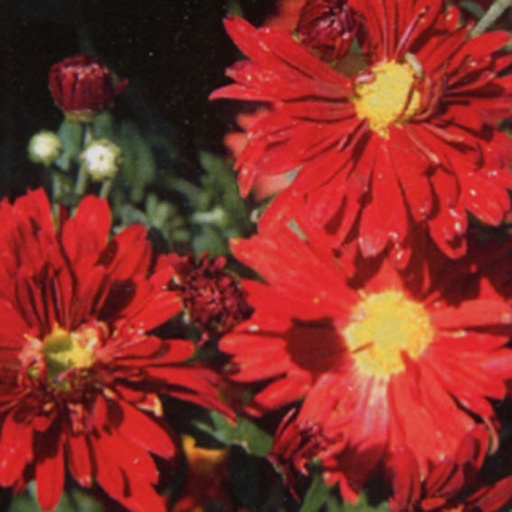[CHRDED] Chrysanthemum rubellum 'Duchess of Edinurgh' (0.52 - Pot de 9cm)