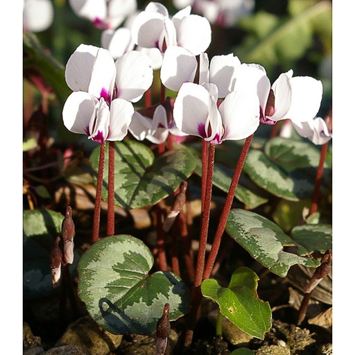 [CYCAL] Cyclamen coum 'Alba' (0.52 - Pot de 9cm)