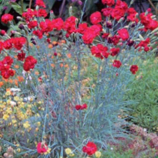 [DIPHE] Dianthus plumarius 'Heidi' (0.52 - Pot de 9cm)