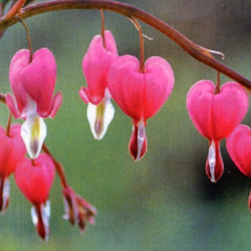 [DISPEC] Dicentra spectabilis (0.52 - Pot de 9cm)