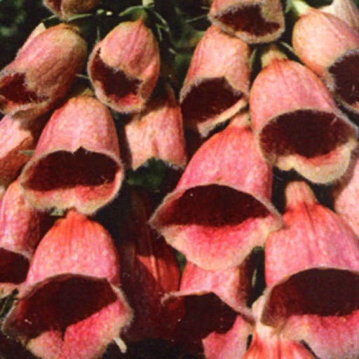 [DIHMER] Digitalis hybride 'Mertonensis' (0.52 - Pot de 9cm)