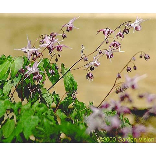 [EPGLI] Epimedium grandiflorum 'Lilafee' (0.52 - Pot de 9cm)