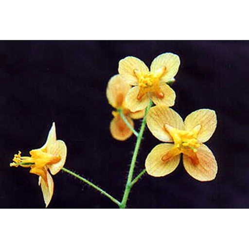 [EPPOR] Epimedium pubigerum 'Oranjekönigin' (0.52 - Pot de 9cm)