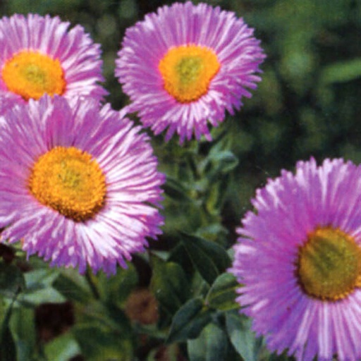 [ERHRJ] Erigeron hybride 'Rosa Juwel' (0.52 - Pot de 9cm)
