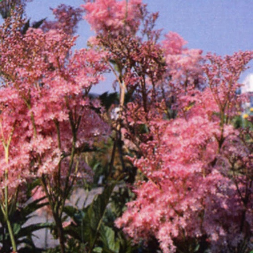 [FIRVE] Filipendula rubra 'Venusta' (0.52 - Pot de 9cm)