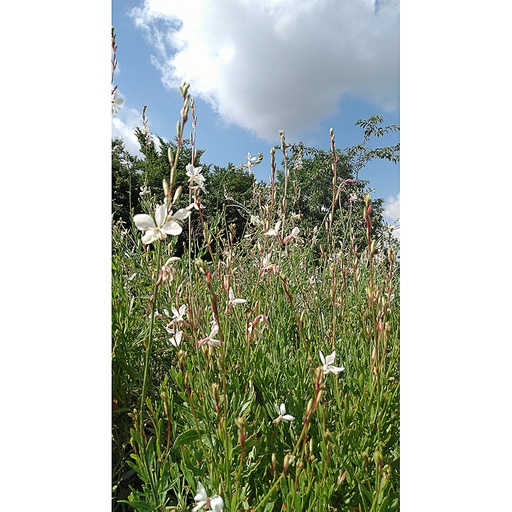 [GALBW] Gaura lindheimeri Belleza White® (0.52 - Pot de 9cm)