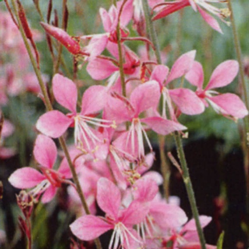 [GALSP] Gaura lindheimeri 'Siskyou Pink' (0.52 - Pot de 9cm)