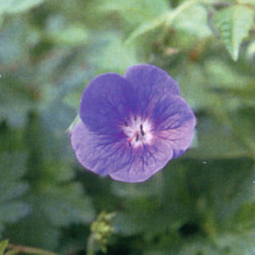 [GEHIM] Geranium himalayense (0.52 - Pot de 9cm)