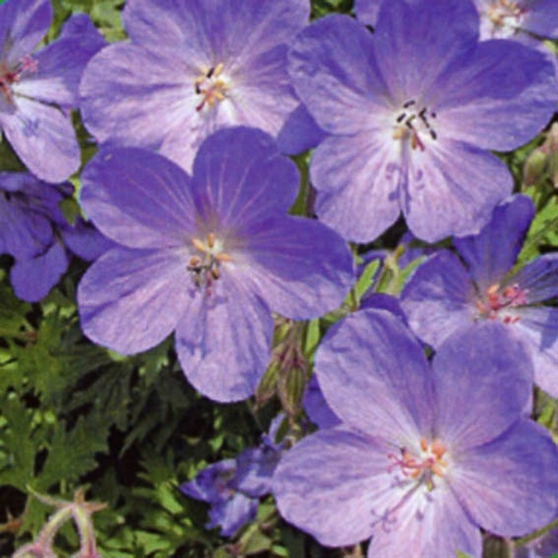 [GEJBL] Geranium 'Johnson's Blue' (0.52 - Pot de 9cm)