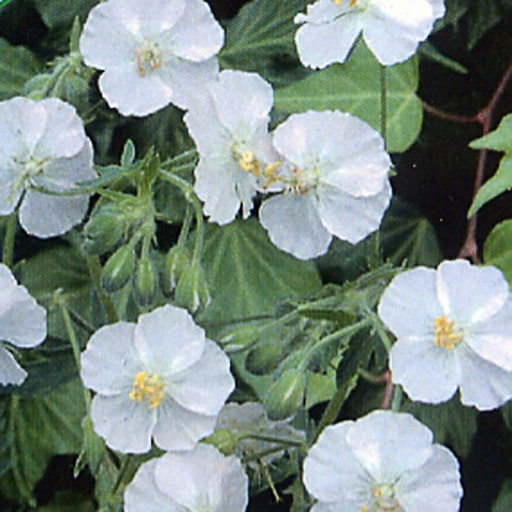 [GEPAL] Geranium phaeum 'Album' (0.52 - Pot de 9cm)