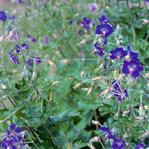 [GEPLL] Geranium phaeum 'Lily Lovell' (0.52 - Pot de 9cm)