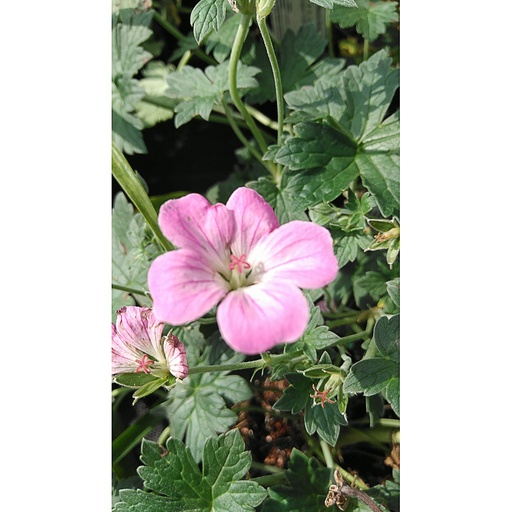 [GERMSI] Geranium riversl. 'Mavis Simpson' (0.52 - Pot de 9cm)