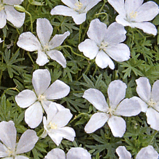 [GESALB] Géranium sanguineum 'Album' (0.52 - Pot de 9cm)