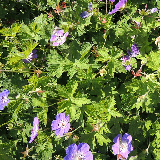 [GESHE] Geranium 'Sweet Heidy' (0.52 - Pot de 9cm)