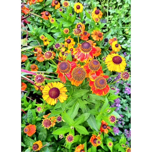 [HEMGRA] Helenium 'Mardi Gras' (0.52 - Pot de 9cm)