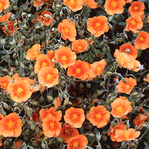 [HEPDO] Helianthemum 'Prima Donna' (0.52 - Pot de 9cm)