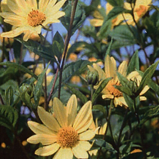 [HEHLQ] Helianthus hybride 'Lemon Queen' (0.52 - Pot de 9cm)