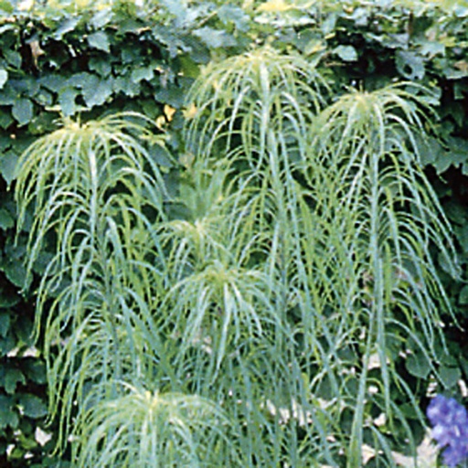 [HESAL] Helianthus salicifolius (0.52 - Pot de 9cm)