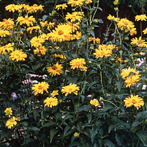 [HEHMA] Heliopsis helianthoïdes 'Mars' (0.52 - Pot de 9cm)