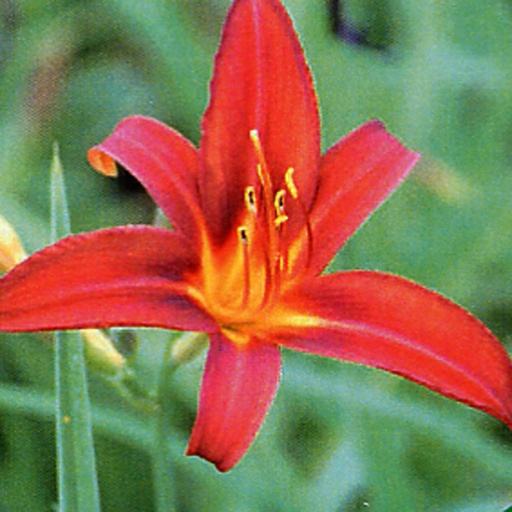 [HEARE] Hemerocallis 'Autumn Red' (0.52 - Pot de 9cm)
