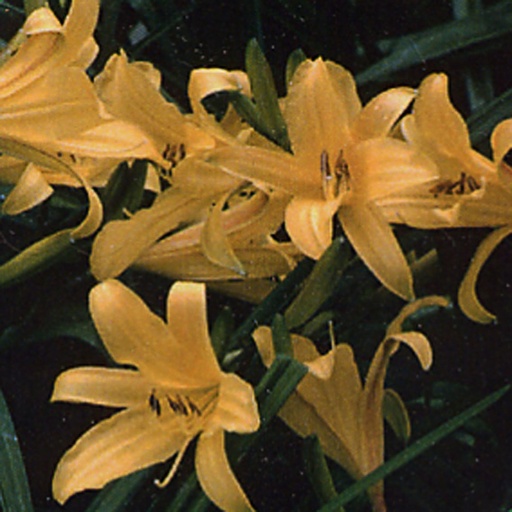 [HECOR] Hemerocallis 'Corky' (0.52 - Pot de 9cm)
